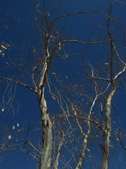 dead tree in winter Dry trees are rear title dead tree