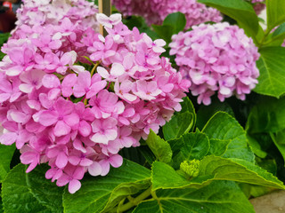 beautiful pink hydrangea bush  background