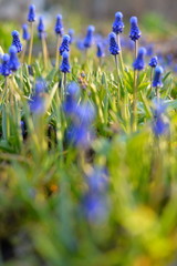Background. Muscari Flowers on a bed in spring illuminated by the bright sun at sunset, sunset, sun, Sunny, evening, evening,flower, blue, early, spring, spring.