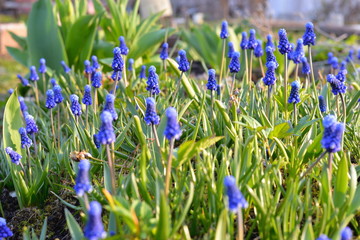 Background. Muscari Flowers on a bed in spring illuminated by the bright sun at sunset, sunset, sun, Sunny, evening, evening,flower, blue, early, spring, spring.