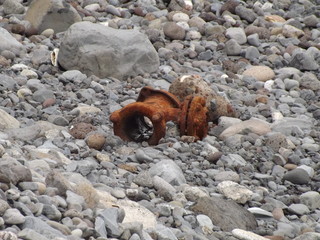 Desechos humanos en playas 