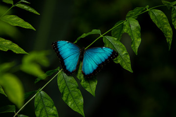 Monarch Butterflies in Clusters on plants