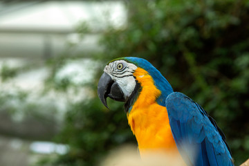 macaw parrot with colorful feathers. Macaw bird close up.Blue-yellow macaw parrot portrait. has a background of nature Soft focus with blurred background.