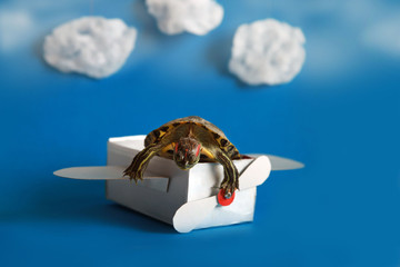 A small turtle flies on a paper plane