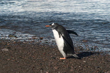  Gentoo Penguin,on an antarctic beach, Neko harbour,Antartica