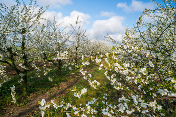 Fototapeta na wymiar kwitnący sad wiśniowy