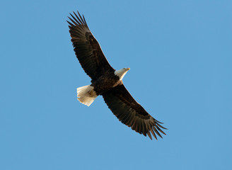 Bald Eagle at Bridger 1