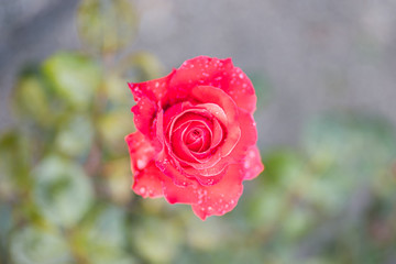 Red roses on fresh green leaf background and bokeh blure with shallow depth of field. Soft focus.