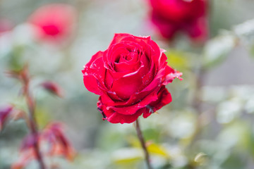 Red roses on fresh green leaf background and bokeh blure with shallow depth of field. Soft focus.