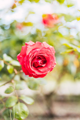Red roses on fresh green leaf background and bokeh blure with shallow depth of field. Soft focus.