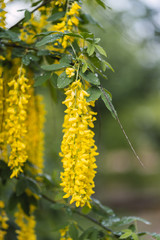 yellow Golden shower ,Cassia fistula flower green leaves branches