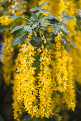 yellow Golden shower ,Cassia fistula flower green leaves branches