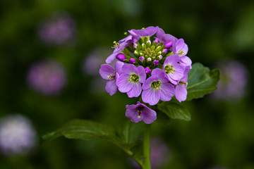 plant, leaf pattern and colorful flower