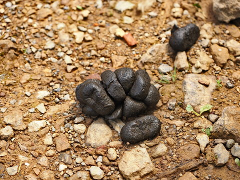 heces de caballo en suelo de tierra marr&oacute;n y piedras en la alta monta&ntilde;a