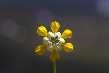 lovely growing and budding yellow wild flower (Lotus corniculatus) up close