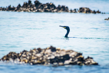 El cormorán orejudo es una especie de ave suliforme de la familia Phalacrocoracidae​​ que habita tanto zonas costeras como aguas dulces del interior de Norteamérica