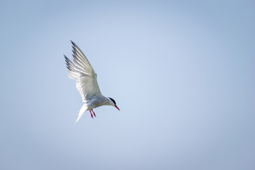 El charrán ártico o gaviotín ártico, de nombre científico Sterna paradisaea Pontoppidan