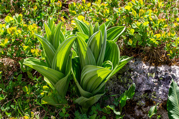 Obraz premium plant, leaf pattern and colorful flower