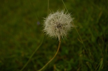 dandelion seed head