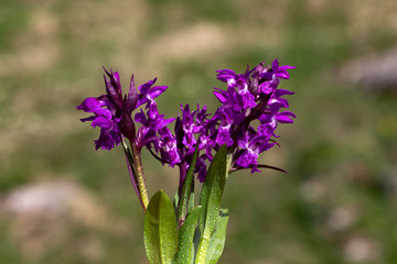 Obraz premium Purple spring flowers macro photo. Primula flowering plants in the family Primulaceae