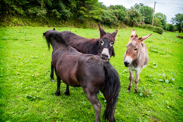 Three donkeys in a field one biting the other