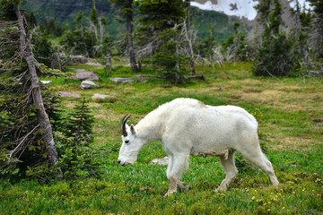 Obraz premium Mountain Billy Goat 1