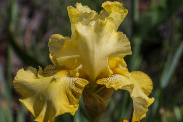 Closeup of a beautiful yellow bearded iris after a rain shower