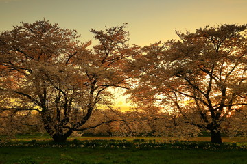 Naklejka premium 岩手県奥州市 夕焼けと桜