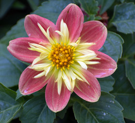Close up of a red and yellow flower.
