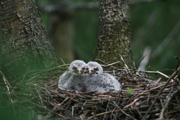 Great grey owl or great gray owl (Strix nebulosa) on nest with chicks 