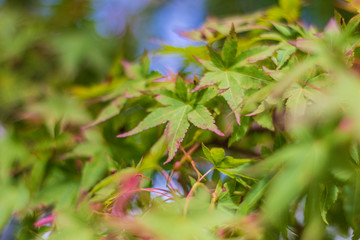 Red Maple Leaves