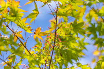 Japanese Maple Leaves