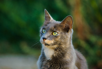 Grey Cat outdoor portrait