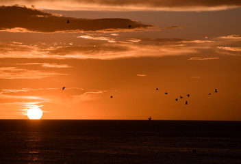 Pájaros en atardecer