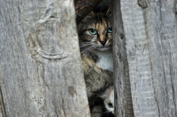 The cat and kitten are arched from behind the old fence. The cat has green eyes and multi-colored wool. The kitten has blue eyes. Two frightened stray cats.
