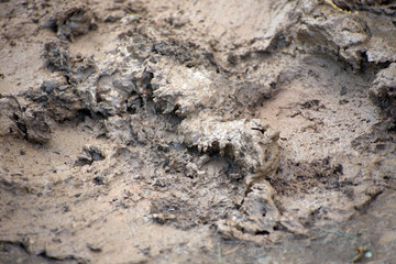 Fototapeta na wymiar Close up of mud on the ground.