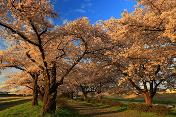 Fototapeta premium 夕焼けの桜並木