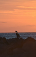 Ave junto al atardecer