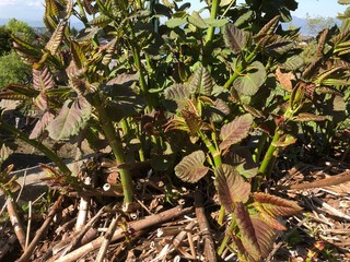 イタドリ（Japanese knotweed）