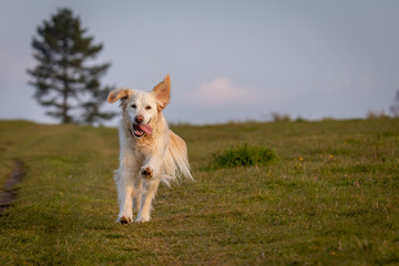 Happy golden retriever running free in field