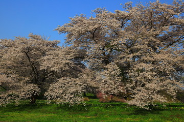 岩手県奥州市　青空と桜
