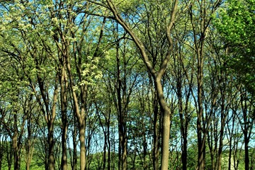 Obraz premium えんじゅの林