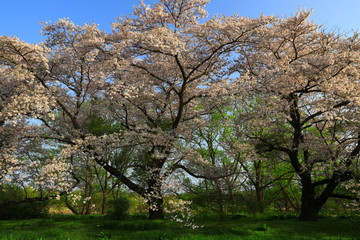 Fototapeta premium 岩手県奥州市 青空と桜