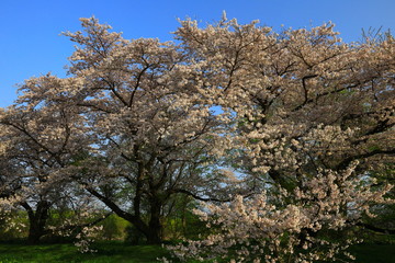 岩手県奥州市　青空と桜