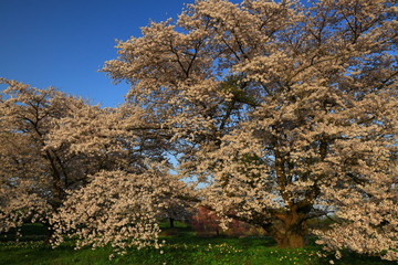 岩手県奥州市　青空と桜