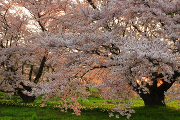 岩手県奥州市　夕焼けと桜