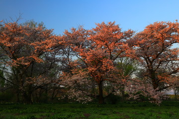 岩手県奥州市　夕焼けと桜
