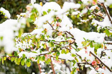 雪花