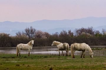 Naklejka na ściany i meble Free Camargue horses in a nature reserve