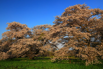岩手県奥州市　夕焼けと桜